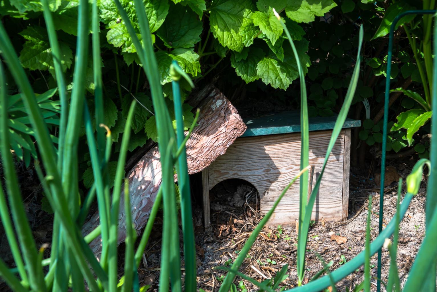 DIY wooden hedgehog house built from untreated timber