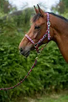 Woven Polo Head Collar and Lead Rope Set - Wern-wood