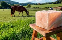 Horse Treats