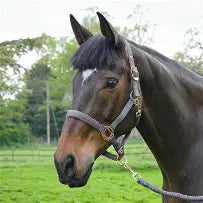 Hy Rose Gold Head Collar and Lead Rope Set